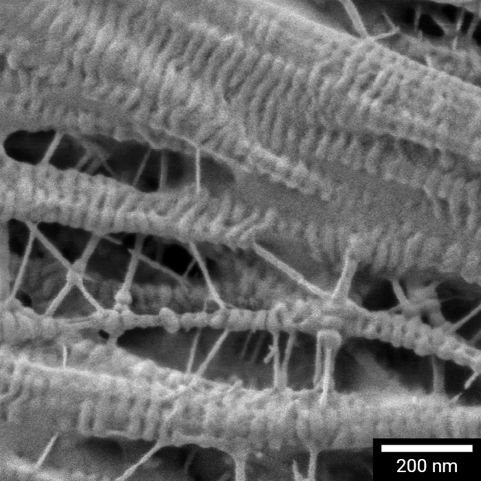 Hochauflösende SEM-Analyse der Porosität von Batterieseparatoren